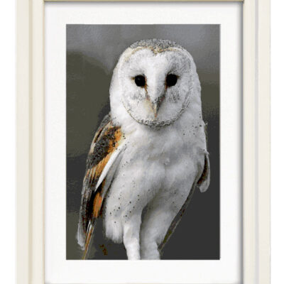 Barn Owl - By Gerald Bright