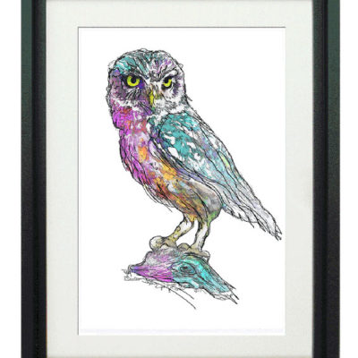 Ibis Owl