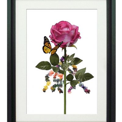 Rubefacio-Rose